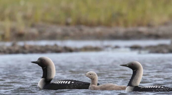 Pacific Loon o Pacific Diver con un giovane pulcino nelle acque artiche, nei pressi di Arviat Nunavut, Canada