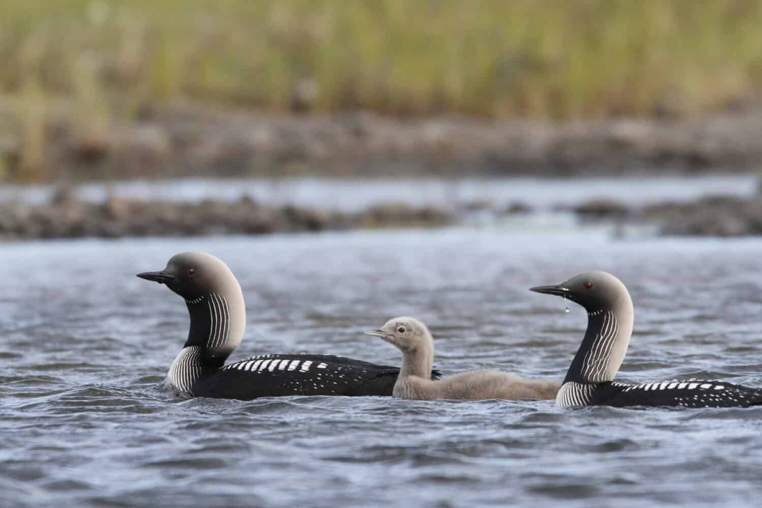 Pacific Loon o Pacific Diver con un giovane pulcino nelle acque artiche, nei pressi di Arviat Nunavut, Canada