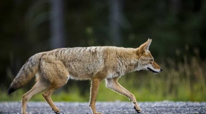 Wild Coyote caccia in un prato lungo la strada nelle Montagne Rocciose di Alberta Canada