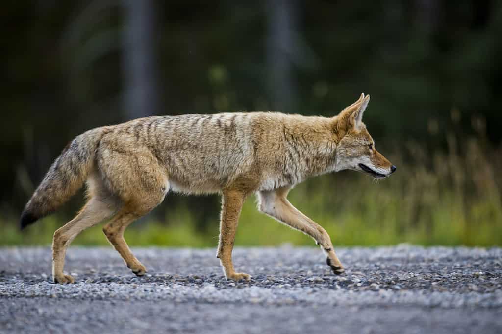 Wild Coyote caccia in un prato lungo la strada nelle Montagne Rocciose di Alberta Canada