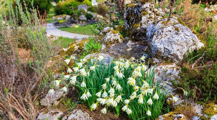 Narcisi a collo di cigno o Narcissus pseudonarcissus subsp.  Moscato Divisione 13