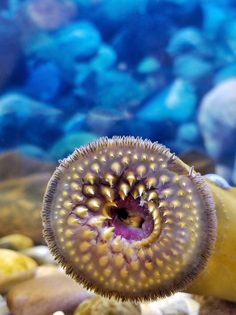 Primo piano della bocca di un'anguilla lampreda.  I denti sono in diverse file circolari.