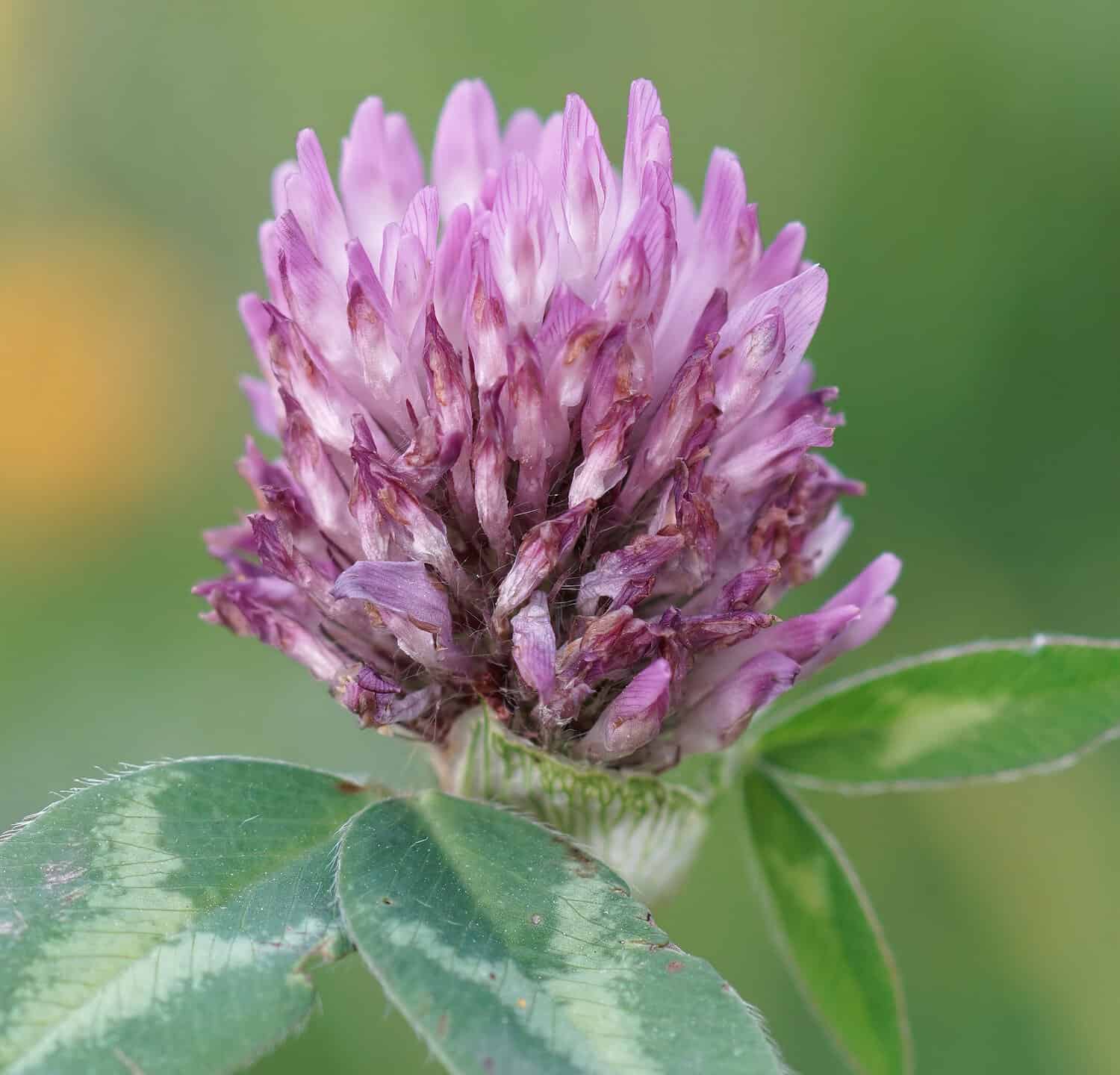 Un primo piano sul trifoglio rosso, Trifolium pratense in un prato