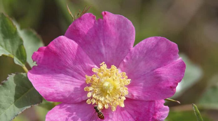 Rosa liscia (Rosa blanda) con Hoverfly - Pinery Provincial Park, Ontario, Canada
