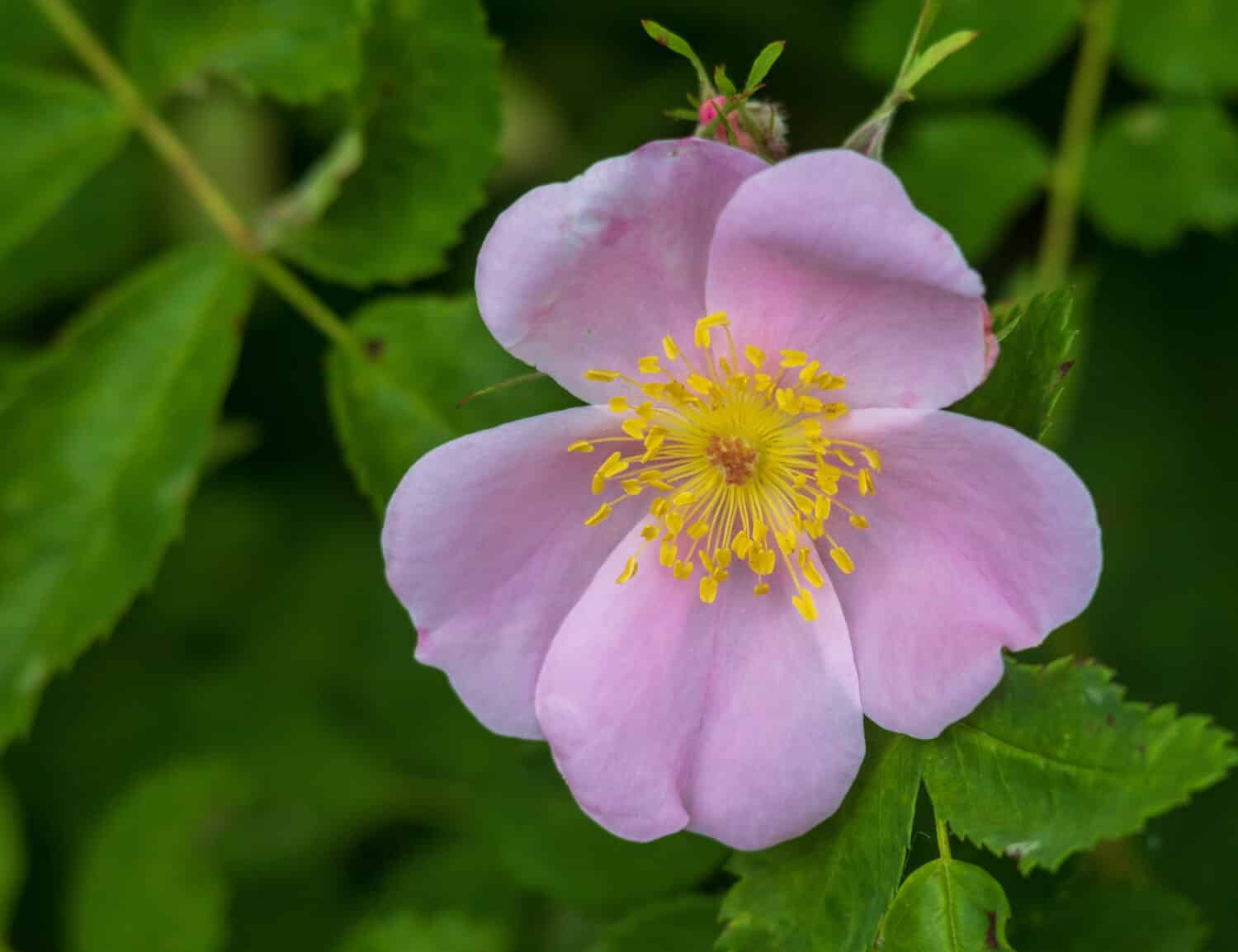 Rosa palustre rosa con macro centro giallo