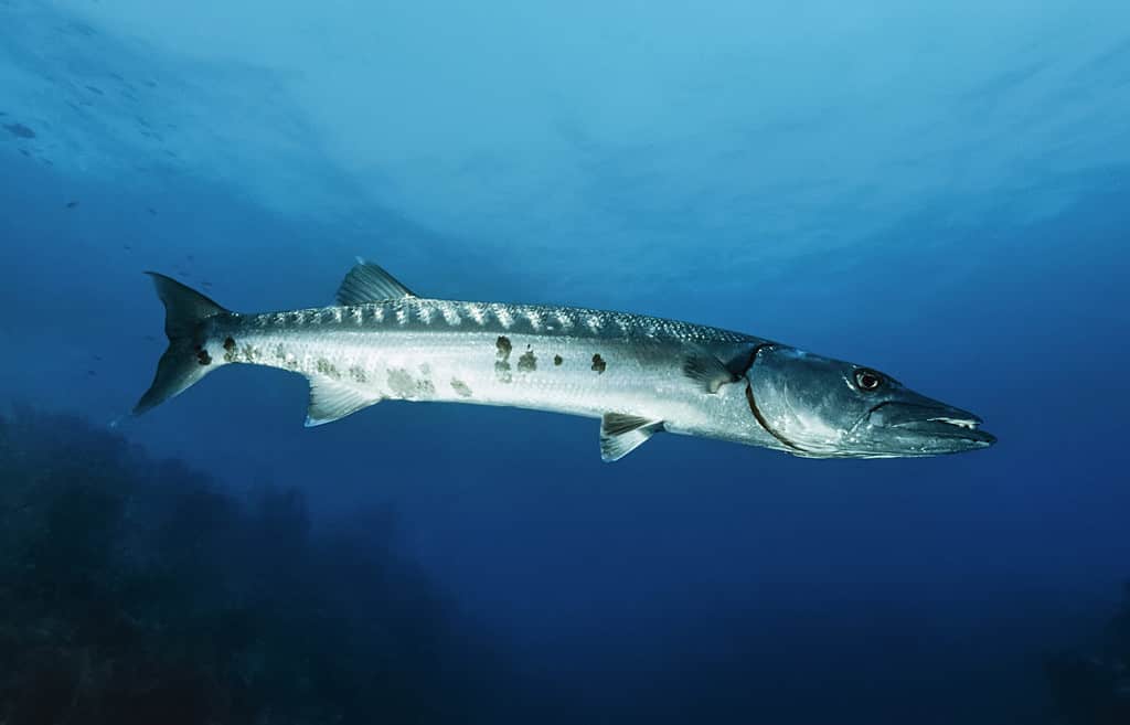 Mar dei Caraibi, Cuba, foto UW, grande Barracuda (Sphyraena barracuda) - SCANSIONE FILM