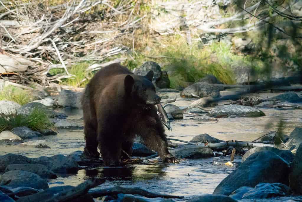 Tahoe, Madre, Orso, Pesca, A, Taylor, Creek, A, Lago, Tahoe