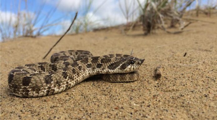 I serpenti Hognose delle pianure hanno il muso decisamente all'insù.