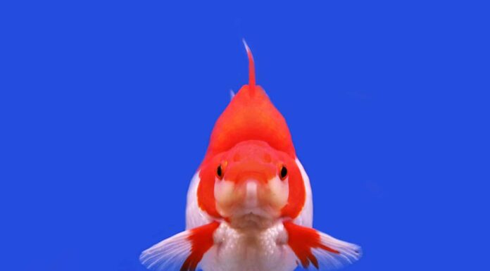 Ryukin rosso e bianco su sfondo blu isolato.  Il pesce rosso (Carassius auratus) è un pesce d'acquario d'acqua dolce, uno dei pesci ornamentali più popolari.