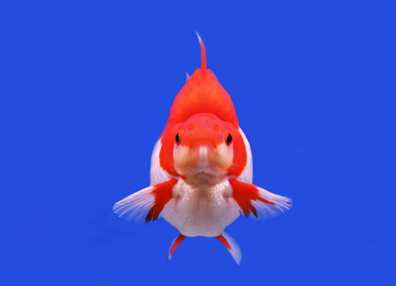 Ryukin rosso e bianco su sfondo blu isolato.  Il pesce rosso (Carassius auratus) è un pesce d'acquario d'acqua dolce, uno dei pesci ornamentali più popolari.