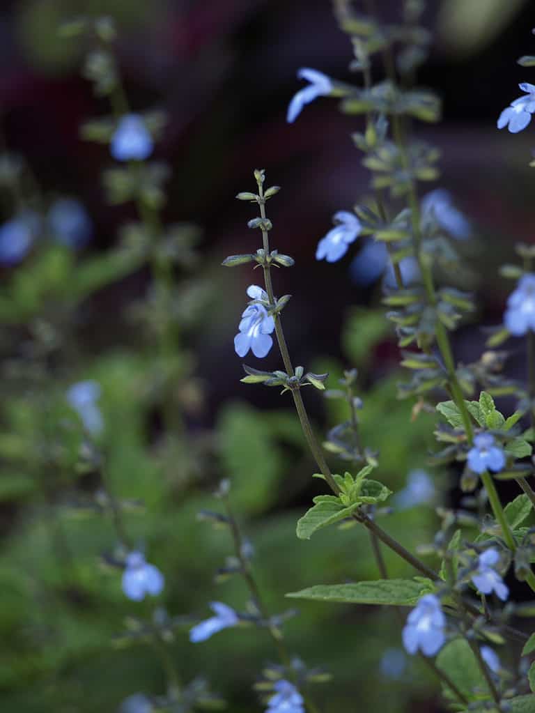 Salvia di Cayman (Salvia caymanensis)