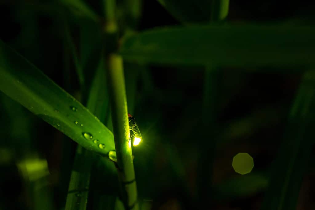 Esposizione macro luce lucciola notturna