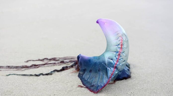 Medusa portoghese dell'uomo-o'-guerra sulla sabbia della spiaggia