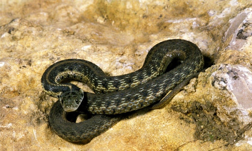 Un serpente giarrettiera a scacchi sdraiato su una roccia