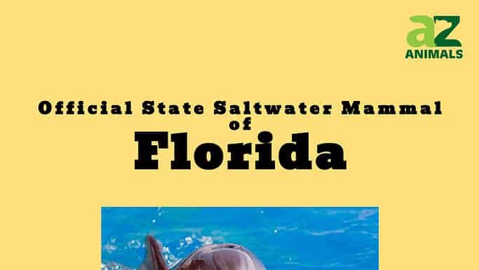 Scopri il mammifero ufficiale di acqua salata dello stato della Florida
