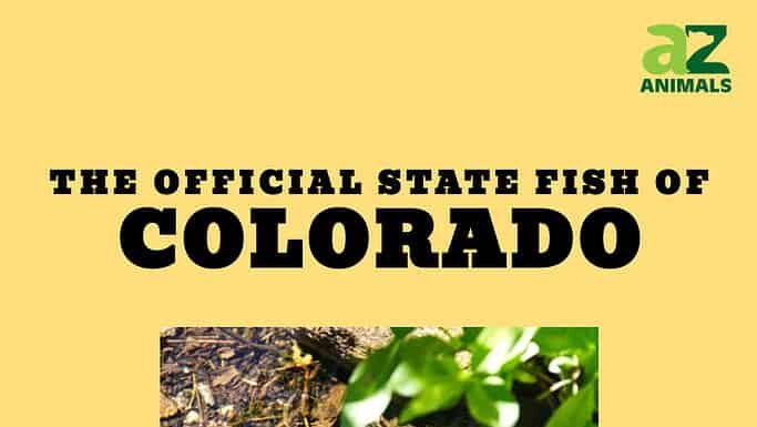 Scopri il pesce ufficiale dello stato del Colorado (e dove potresti trovarlo quest'estate)
