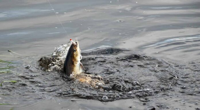 Un American Shad viene catturato su una canna da spinning con un dardo shad sul fiume Annapolis, Nuova Scozia.