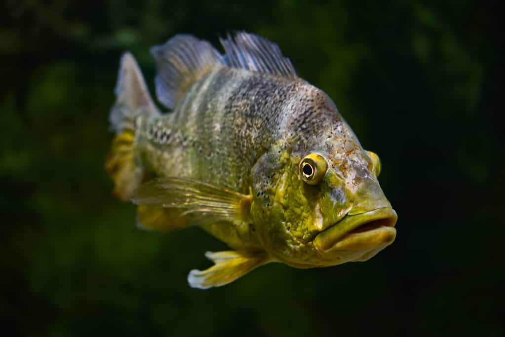 Una foto di un basso del Kentucky. 