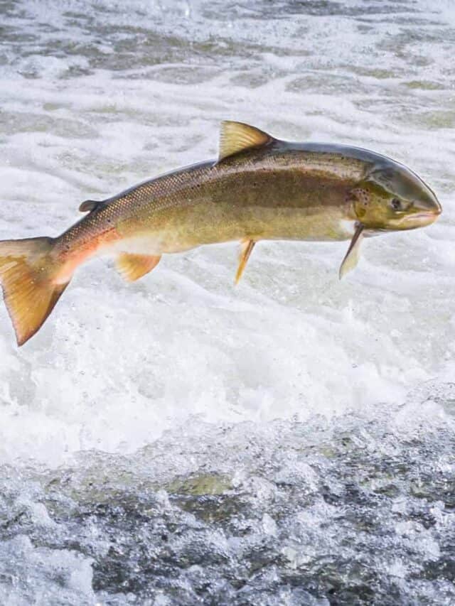 Un salmone atlantico risale la corrente per raggiungere le zone di riproduzione