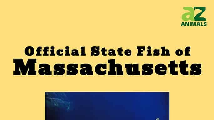 Scopri il pesce ufficiale dello stato del Massachusetts
