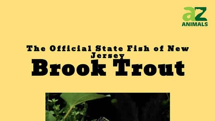 Scopri il pesce ufficiale dello stato del New Jersey (e dove potresti trovarlo quest'estate)
