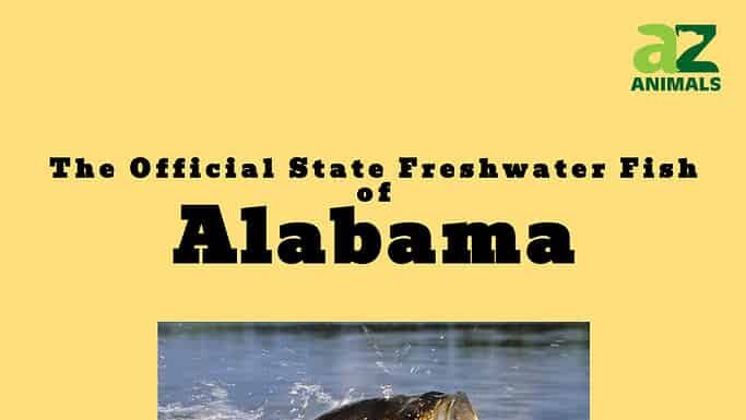 Scopri il pesce ufficiale dello stato dell'Alabama (e dove potresti trovarlo quest'estate)
