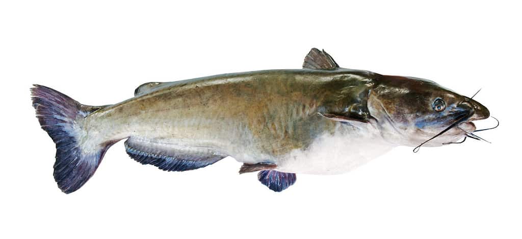 Pesce gatto a testa piatta, isolato su sfondo bianco