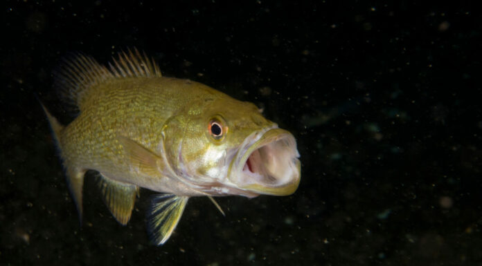 Smallmouth Bass, come il più grande mai catturato nella Carolina del Sud, sono cacciatori opportunisti e mangiano un'ampia varietà di creature.