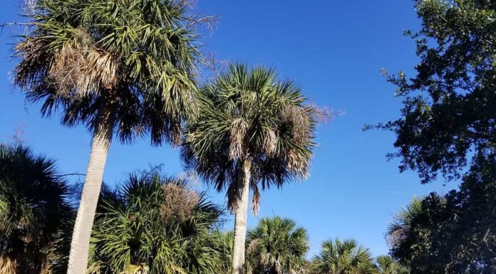 Alberi di Palmetto della Carolina del Sud