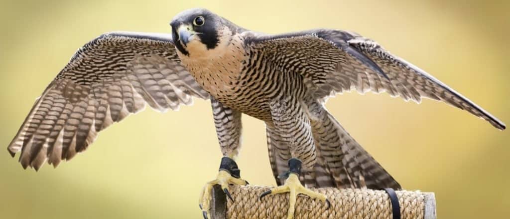 Gli uccelli più veloci del mondo: il falco pellegrino