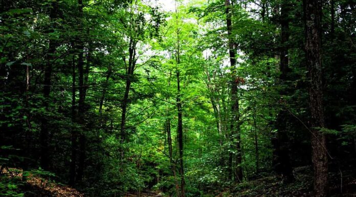 Percorso a Talcott Mountain State Park