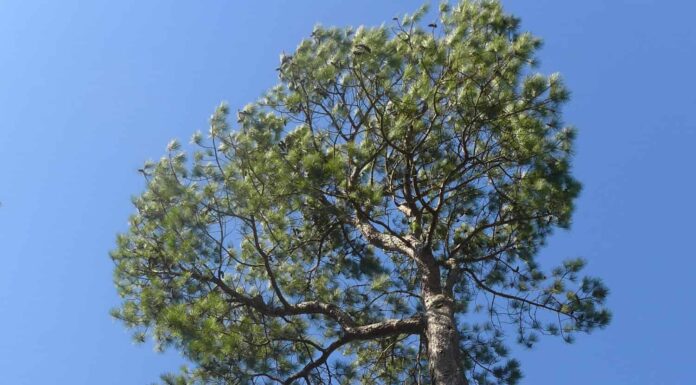 Una suggestiva vista dal basso della conifera Loblolly Pine, Pinus taeda dal sud-est degli Stati Uniti contro un cielo blu