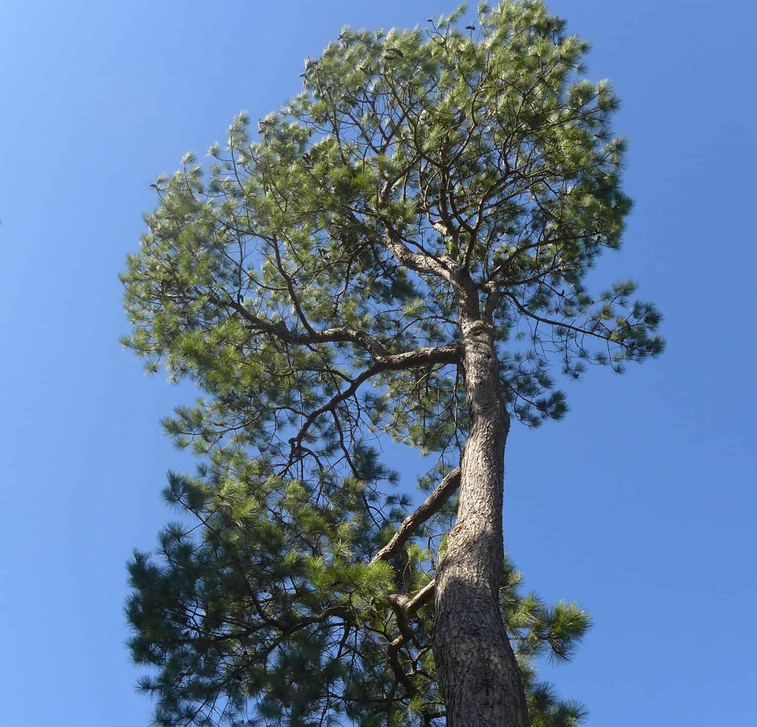 Una suggestiva vista dal basso della conifera Loblolly Pine, Pinus taeda dal sud-est degli Stati Uniti contro un cielo blu