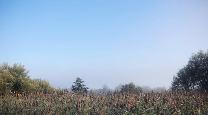 Nebbia nel lago.  Mattina natura acqua e nebbia bianca.