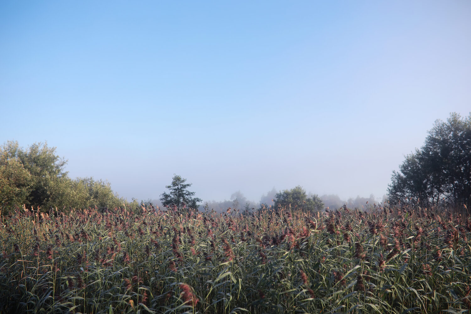 Nebbia nel lago.  Mattina natura acqua e nebbia bianca.