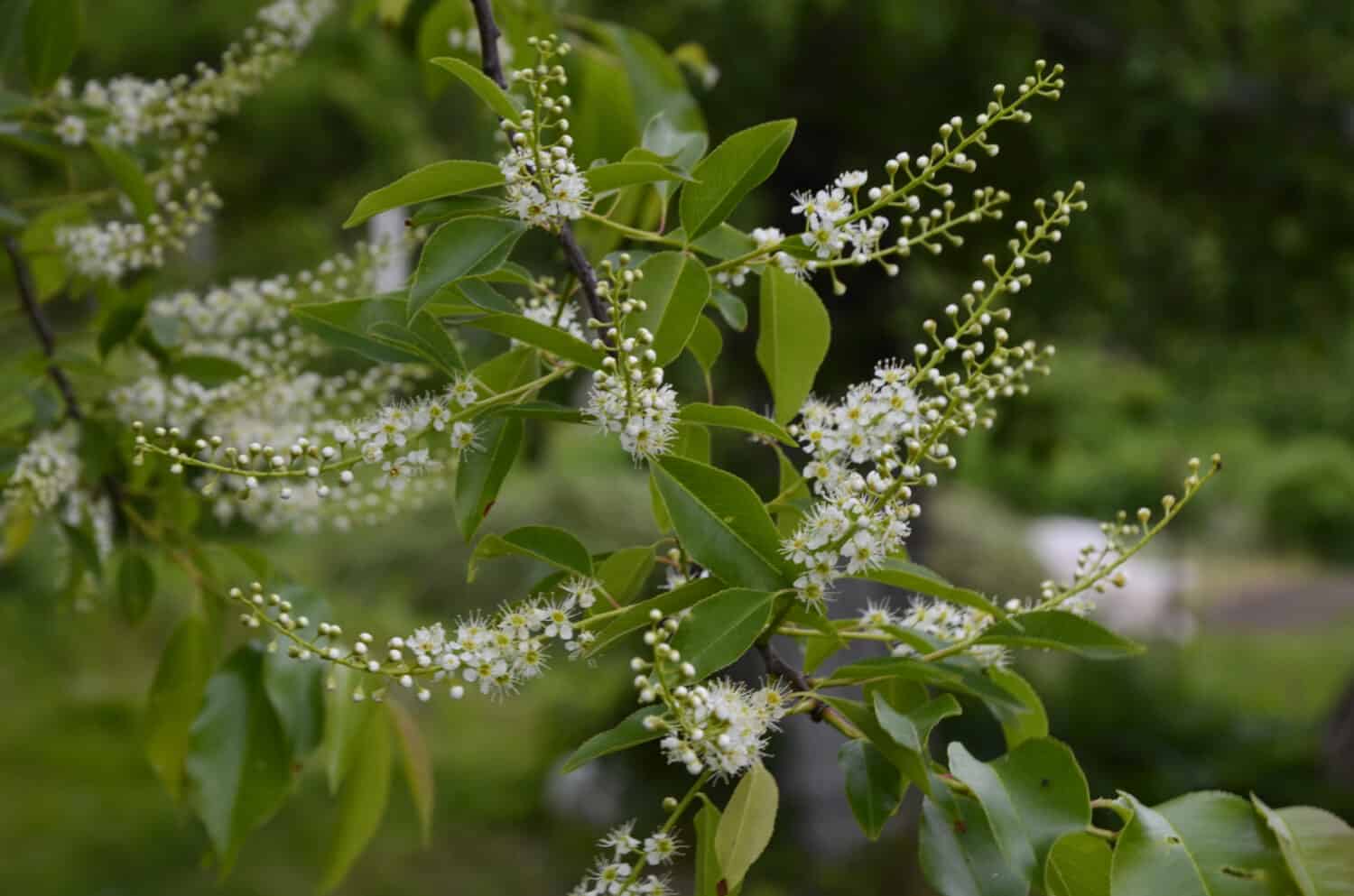 Rami fioriti di Prunus serotina a maggio.  I fiori di ciliegio nero selvatico (Prunus serotina) risplendono sotto il sole primaverile.  Wild Black Cherry fiorisce in primavera appeso a un ramo.