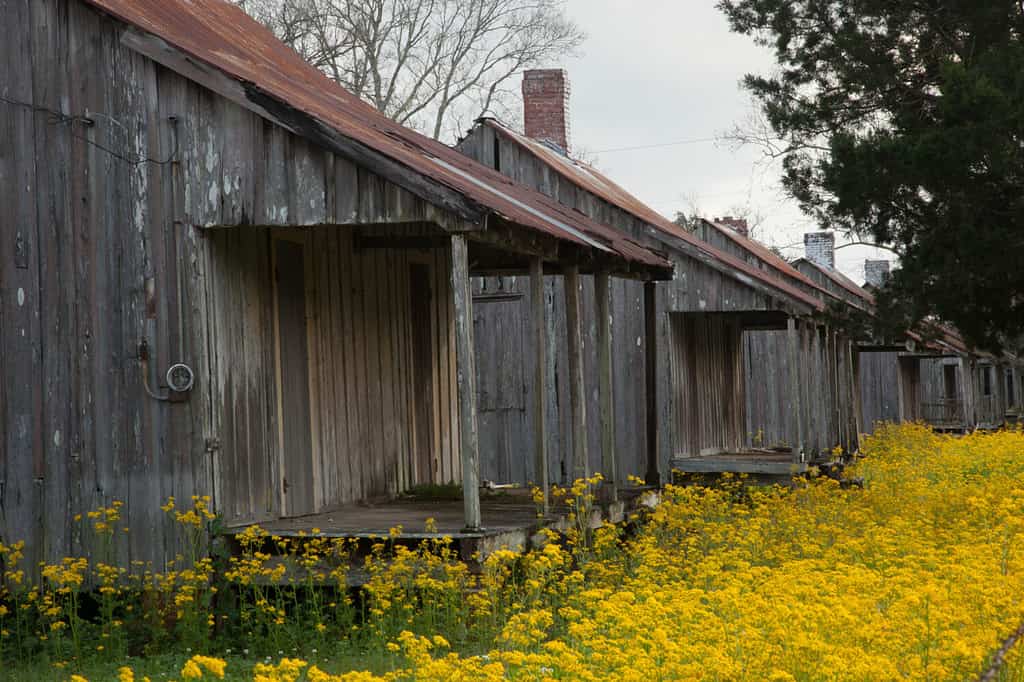 Vecchia capanna degli schiavi in ​​un campo di fiori selvatici