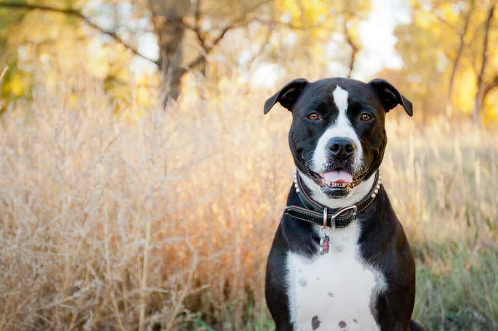 Ubicazione e sorridente dell'American Pit Bull Terrier in bianco e nero nel parco