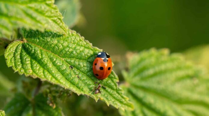 Un fuoco selettivo di una coccinella sulle foglie verdi all'aperto