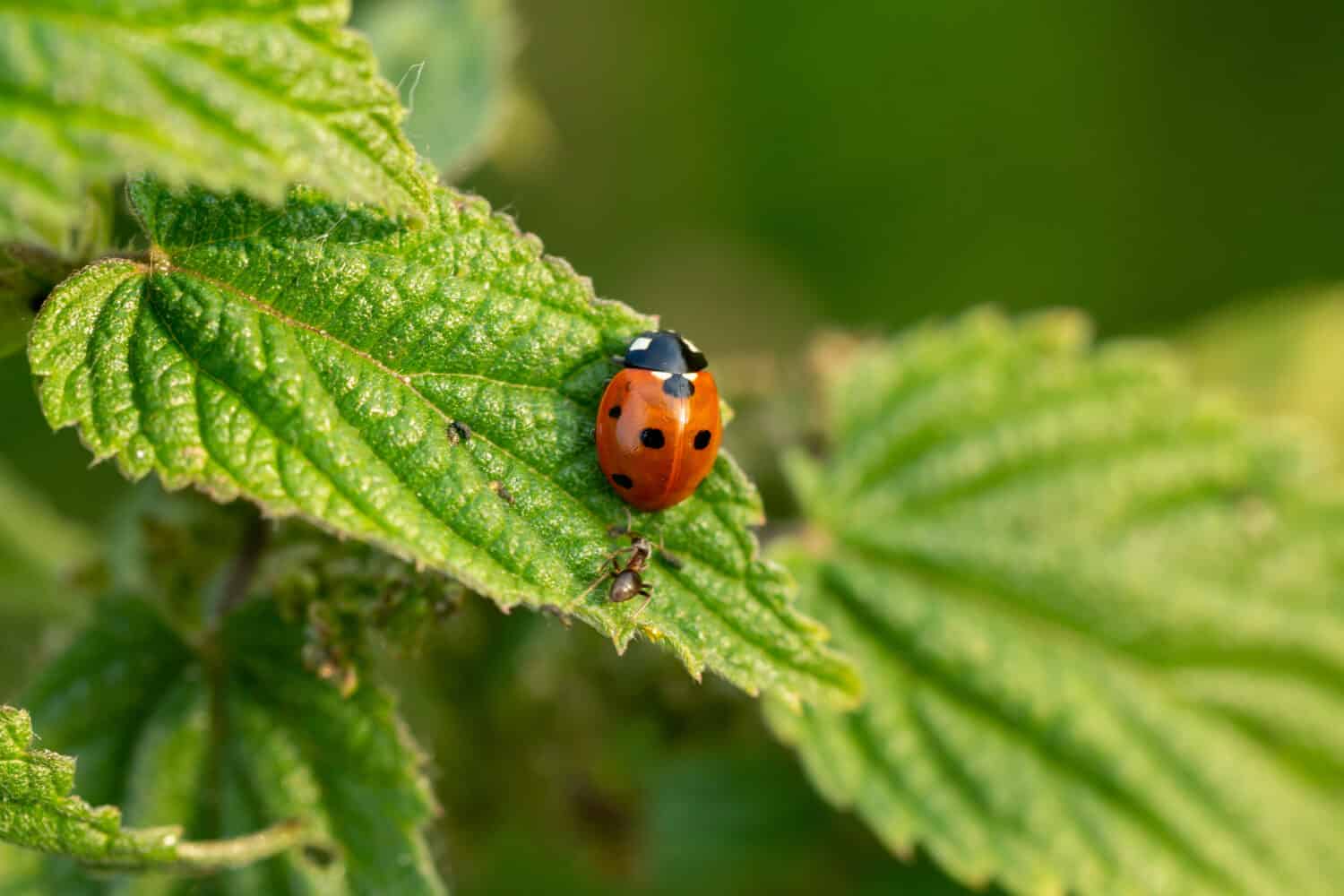 Un fuoco selettivo di una coccinella sulle foglie verdi all'aperto