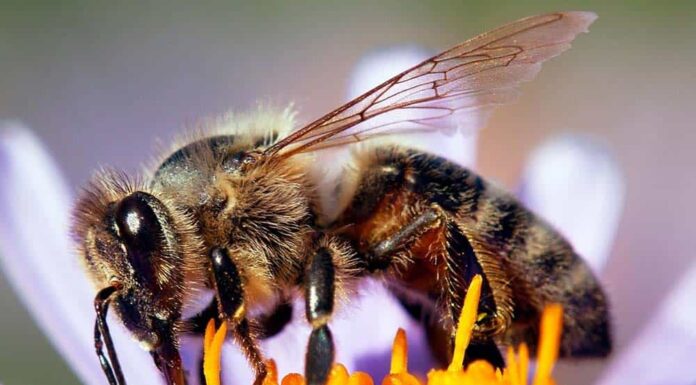 dettaglio dell'ape in latino Apis Mellifera, ape europea o occidentale seduta sul fiore viola o blu