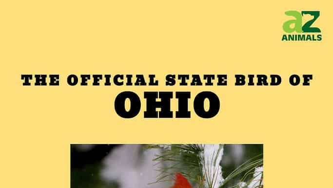 Scopri l'uccello ufficiale dello stato dell'Ohio
