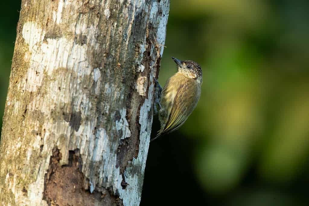 Il piculeto olivaceo (Picumnus olivaceus) è una specie di uccello della famiglia Picidae.