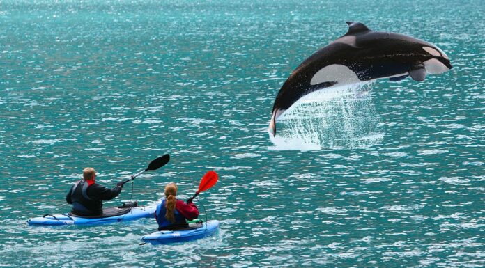 L'orca che salta davanti a due kayak da mare