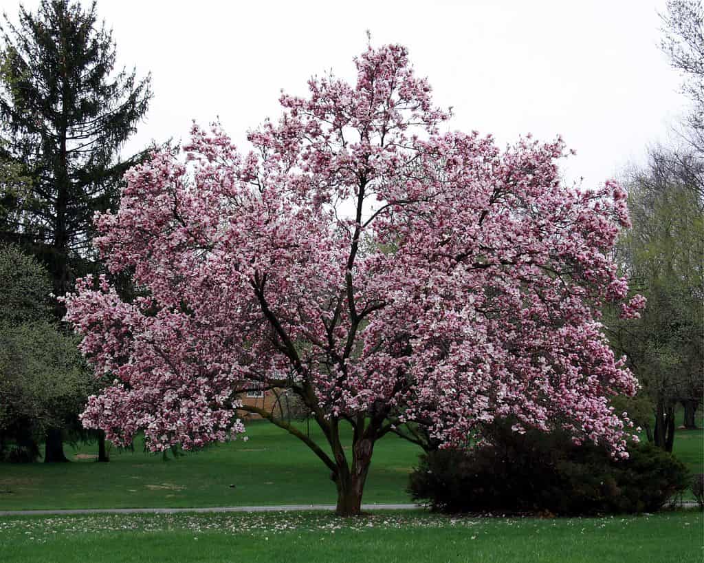 Albero di magnolia in fiore - Alberi originari dell'Australia