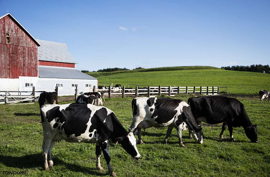 Mucche da latte Holstein nella fattoria della famiglia Dunnum.