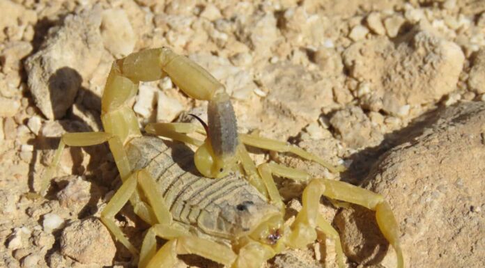 Deathstalker Scorpion nel deserto del Negev, Israele