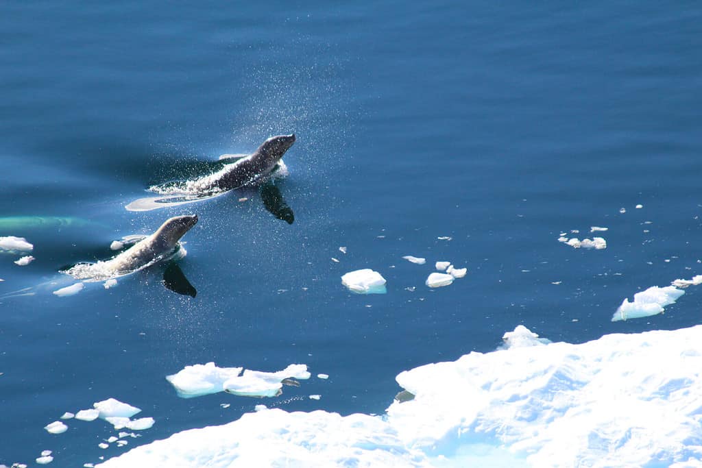 Le foche leopardo cacciano nelle fredde acque della Penisola Antartica, in Antartide