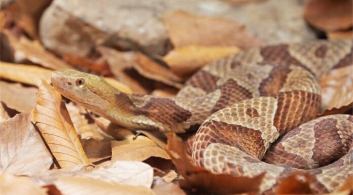 Copperheads in lettiera di foglie