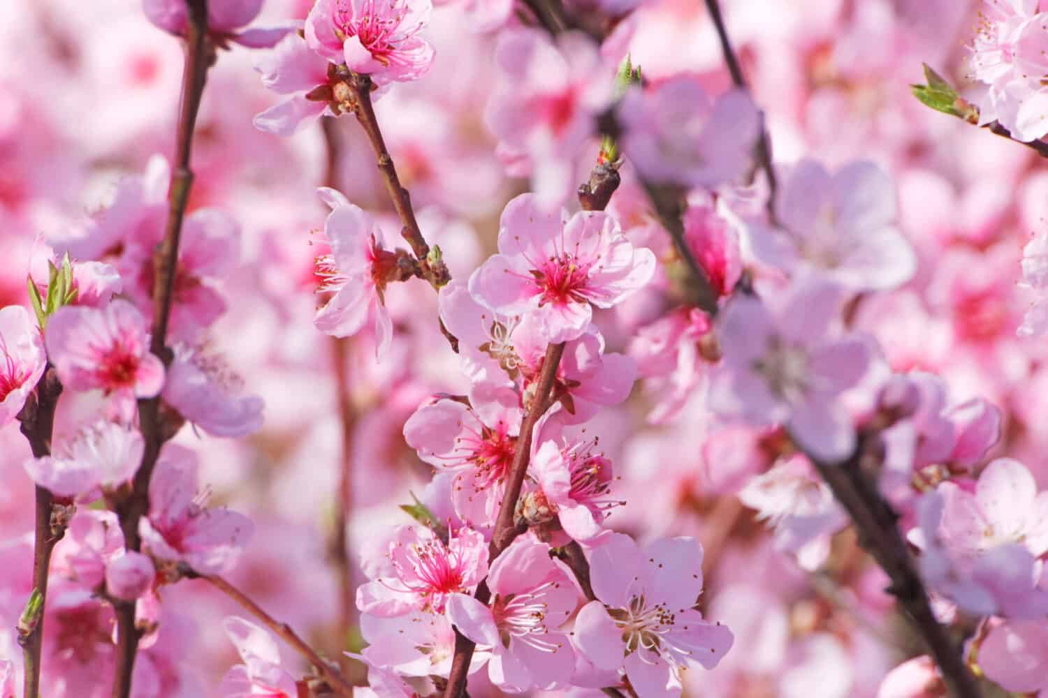 Bellissimi fiori di pesco rosa in un giardino